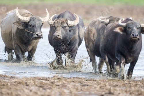 Preview: water buffalo closeup
