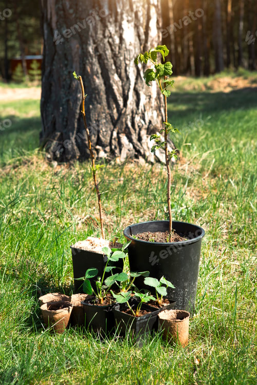 Preview: Strawberry, raspberries, currants seedlings in peat glasses on the grass, ready to plant