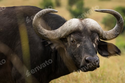Preview: African Buffalo Wildlife Wild Animals Sub Saharan Bovine Kenya East Africa