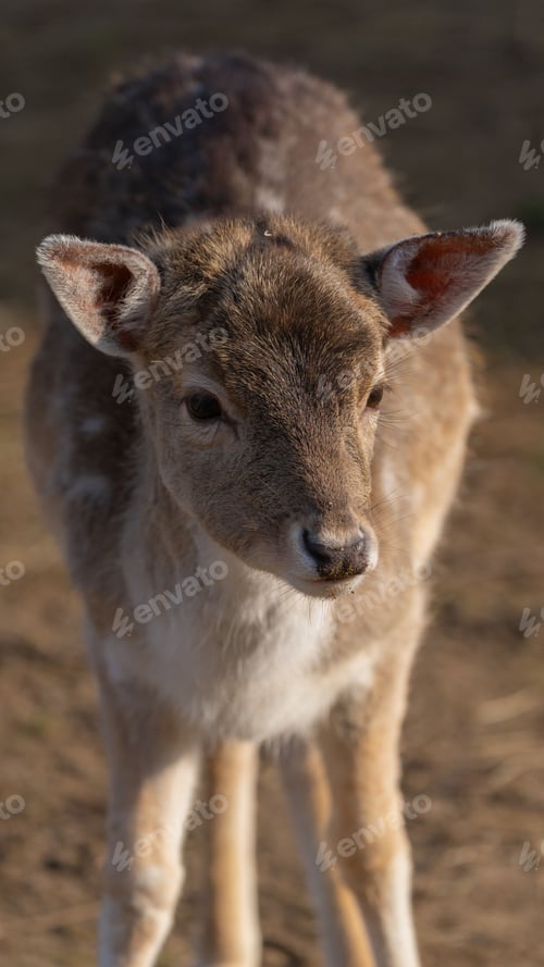 Preview: Spotted deer standing on a grassy landscape in its natural habitat on a sunny day