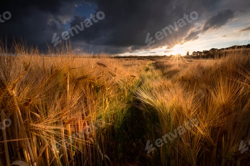 Preview: golden rye field in sunshine