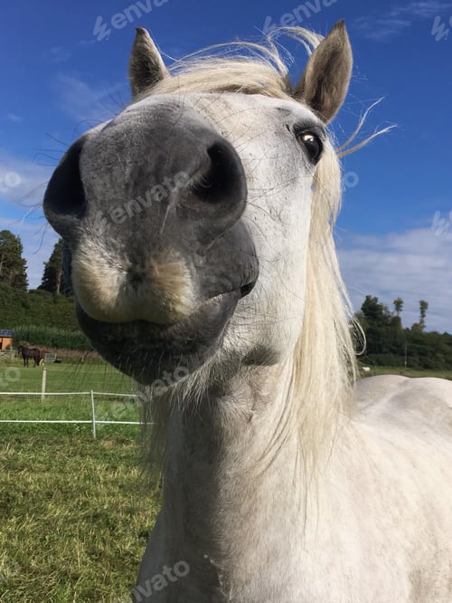 Preview: Funny animal picture. Whisky the Highland pony smiling.