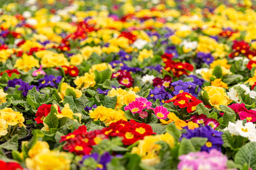 Preview: Primroses in plant nursery