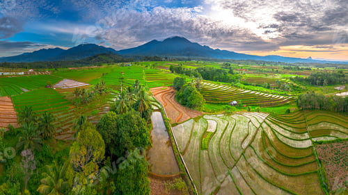 Preview: indonesia beauty landscape paddy fields in north bengkulu natural beautiful morning view from asia