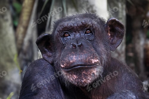 Preview: Close up view of Chimpanzee (Pan troglodytes).