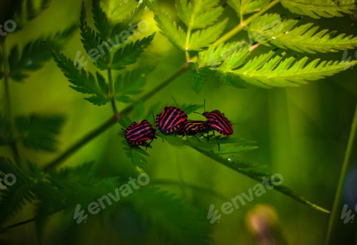 Preview: Natural backgrounds