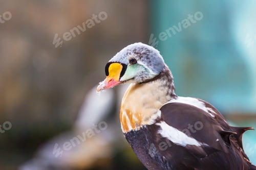 Preview: Colorful duck
