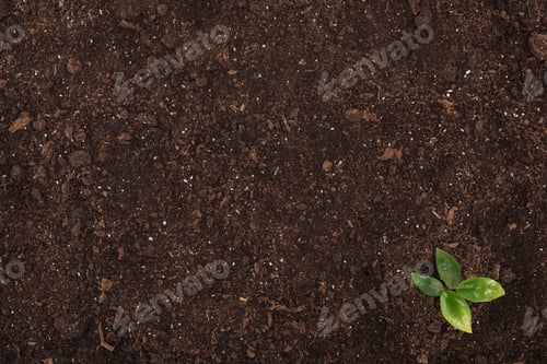Preview: top view of small plant with green leaves, protecting nature concept