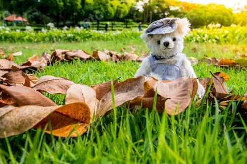 Preview: Teddy bear sitting in the park. family Concept.