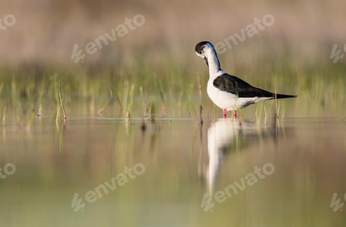 Preview: Wild bird walking on water