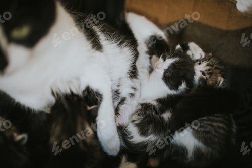 Preview: Closeup shot of a cute mother cat and her baby kittens