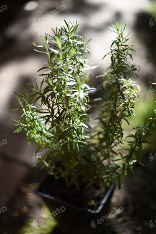 Preview: rosemary bush in the rays of the setting sun