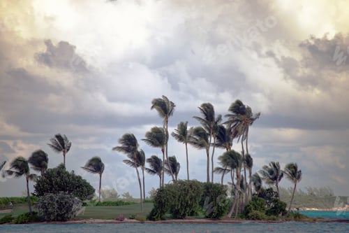 Preview: Palm trees of varying sizes on a small peninsula blow in the tropical gusts of wind from an incoming