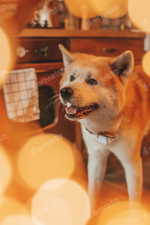 Preview: Portrait of japanese happy cheerful dog breed akita inu with bow tie at xmas decorated lodge