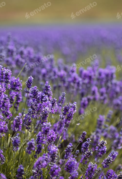 Preview: Lavender blooming close-up in a field. Lavender farm