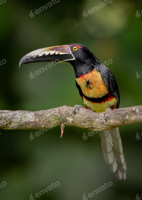 Preview: Aracari in Costa Rica