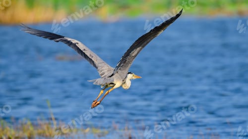 Preview: Colorful grey heron bird in flight close-up photograph. Beauty in nature.