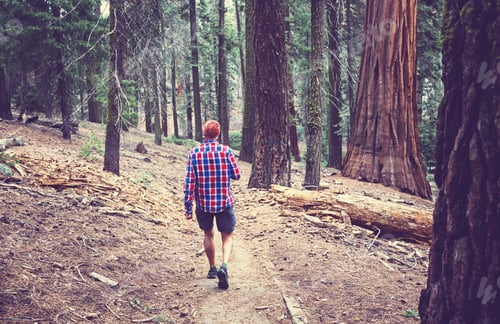 Preview: Hike in the forest