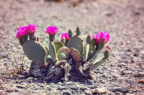 Preview: Desert Cactus Blooming with Bright Pink Flowers