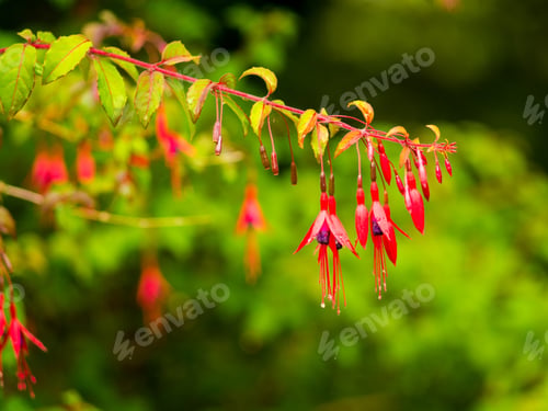Preview: Flowers in The National Botanic Garden Dublin Ireland