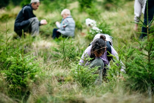 Preview: Happy family collecting wild berries in forest
