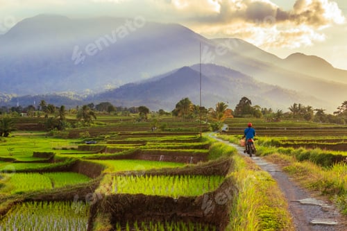 Preview: greet the morning with enthusiasm on the road to the rice fields in the bright sunshine