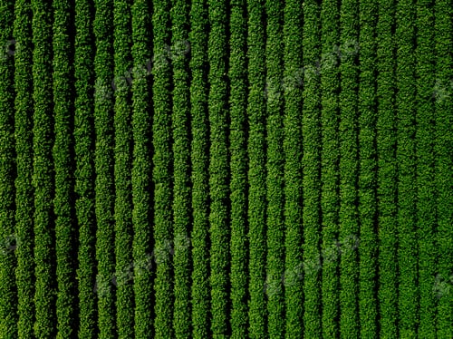 Preview: Green country field of potato with row lines, top view, aerial photo