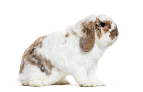 Preview: Holland Lop rabbit sitting in front of white background