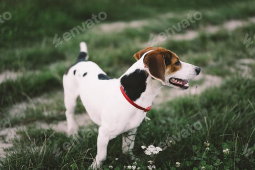 Preview: Jack Russell Terrier plays on grass, close-up.