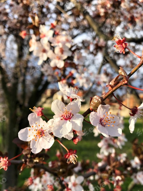 Aperçu: Blossom tree