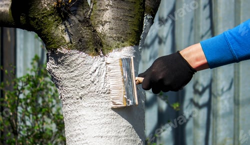 Preview: a farmer treats a tree trunk with a protective white paint against pests. treating trees