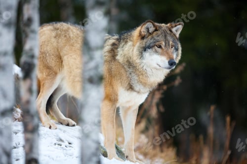 Preview: Wolf standing in the snow