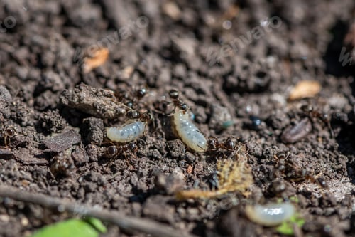 Preview: ants in the garden. destroyed anthill, ants carry eggs