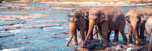 Preview: Herd of young Asian elephants drinking water in a shallow water stream,