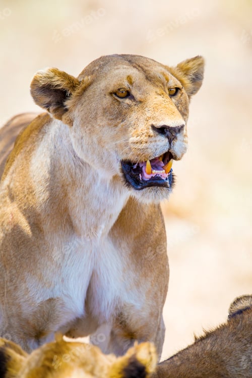 Preview: Close up of one large wild lioness in Africa