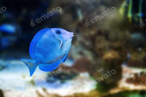 Preview: Blue Tang Surgeonfish (Acanthurus coeruleus) - Marine Fish