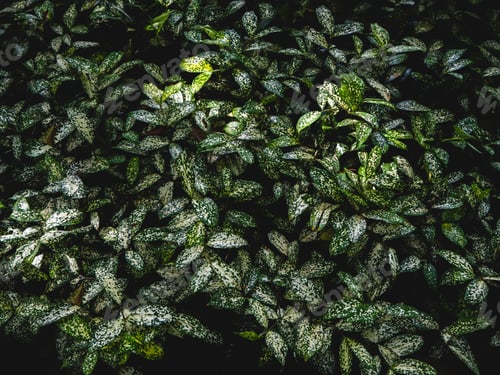Preview: Green leaves pattern background, Natural background and wallpaper '