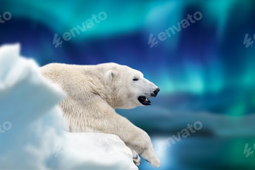 Preview: Polar bear lies on a glacier with Northern Lights, Aurora Borealis. Dangerous beast on snow