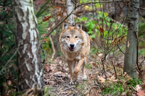 Preview: Wolf in autumn forest