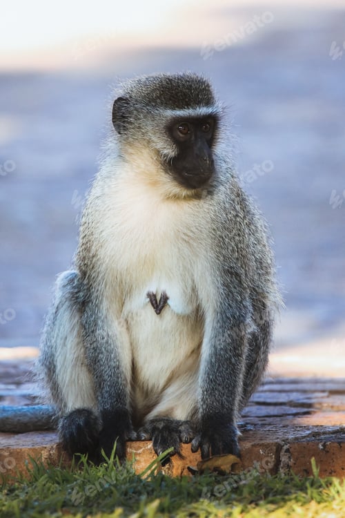 Preview: Monkey in the Kruger National safari park in South Africa