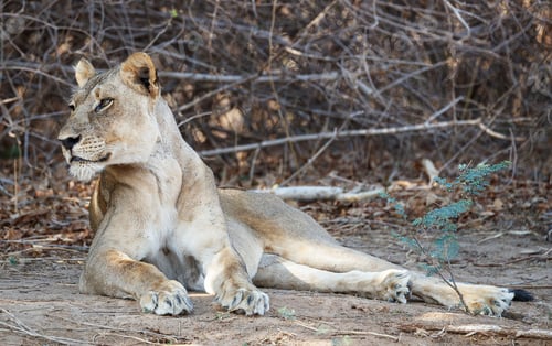 Preview: A Magical Zambia Wildlife pictures