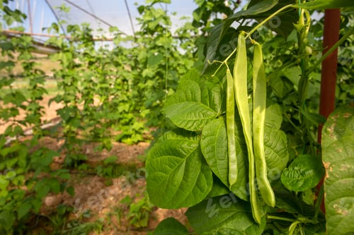 Preview: Organic, fresh, green bean field