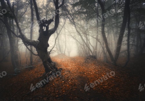 Preview: Dark fog forest. Mystical autumn forest with trail in yellow fog
