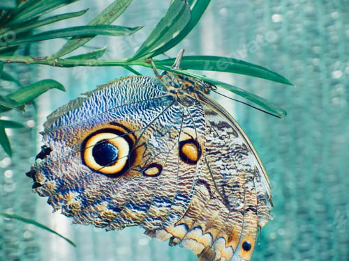 Preview: The butterfly is close. Butterfly wings