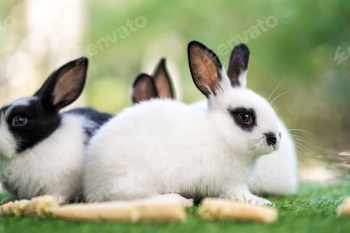 Preview: bunny Easter fluffy baby rabbit or new born rabbit.