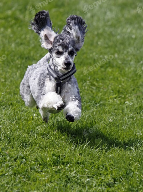 Preview: poodle, dog, puppy, pets, dogs