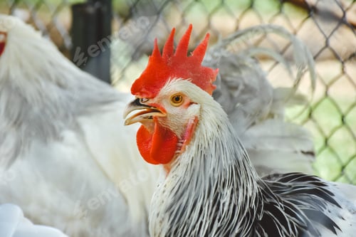 Preview: Portrait of a beautiful colorful rooster with a bright red comb on a colorful summer background.Coun