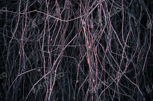 Preview: Background of dry branches of grapes