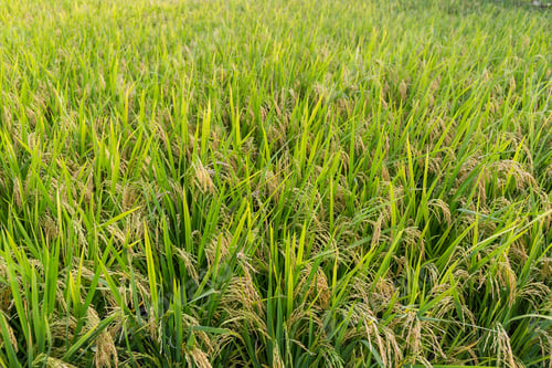 Preview: Paddy Rice field