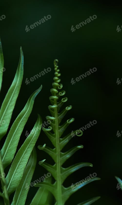 Preview: Unfolding the green leaf of fern